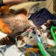 Red panda Bruce di Edinburgh Zoo dibawa ke dokter hewan karena sakit gigi