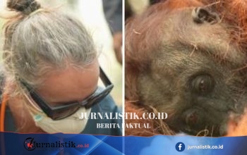 Kebakaran Hutan di Indonesia Mengancam Ratusan Orangutan