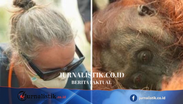 Kebakaran Hutan di Indonesia Mengancam Ratusan Orangutan