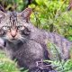 Di balik markas kucing liar Skotlandia: “It’s like Big Brother for cats”