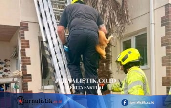 Anjing Sweetie Diselamatkan dari Atap Rumah Dua Lantai di Cornwall, Tangga 13,5 Meter Dipakai