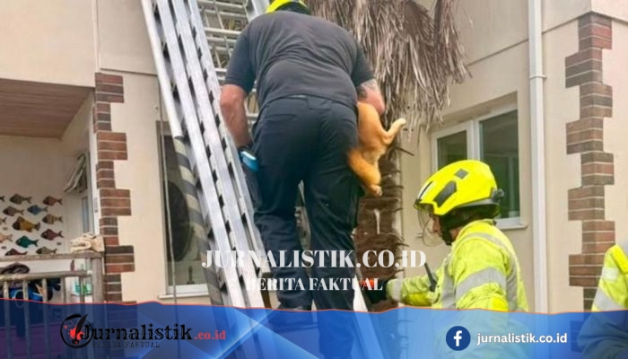 Anjing Sweetie Diselamatkan dari Atap Rumah Dua Lantai di Cornwall, Tangga 13,5 Meter Dipakai