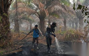 Asap Karhutla Ganggu Pabrik CEKA di Pontianak, Wilmar Laporkan Dampak Operasional