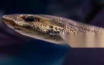 Sidat Ungguli Salmon: Omega-3 Tertinggi dari Perairan Indonesia