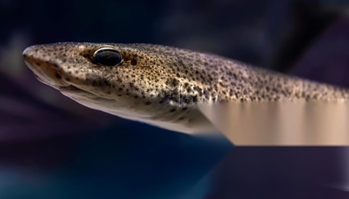 Sidat Ungguli Salmon: Omega-3 Tertinggi dari Perairan Indonesia